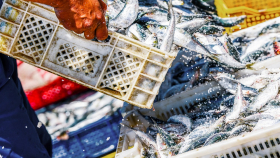 Сенат США призвал принять меры против поставок рыбы из России